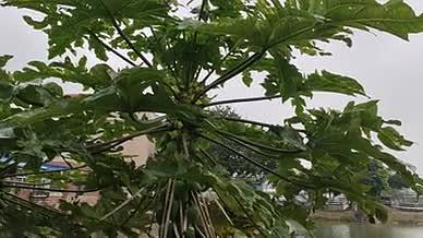 木瓜树拍摄实拍木瓜雨天视频的预览图